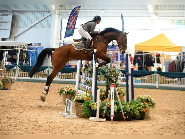 Anglo European Studbook Caballo castrado 7 años 172 cm Castaño rojizo in Bedlington