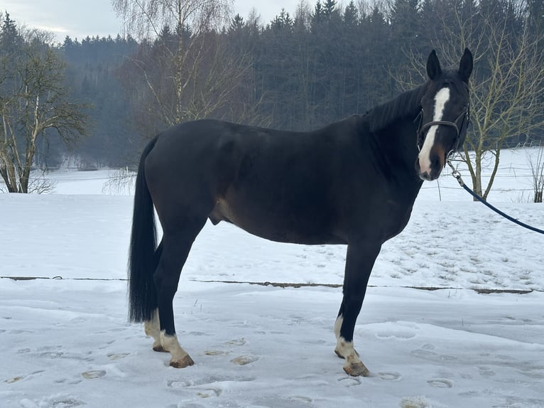 Anglo European Studbook Caballo castrado 7 años 172 cm Morcillo in Regau