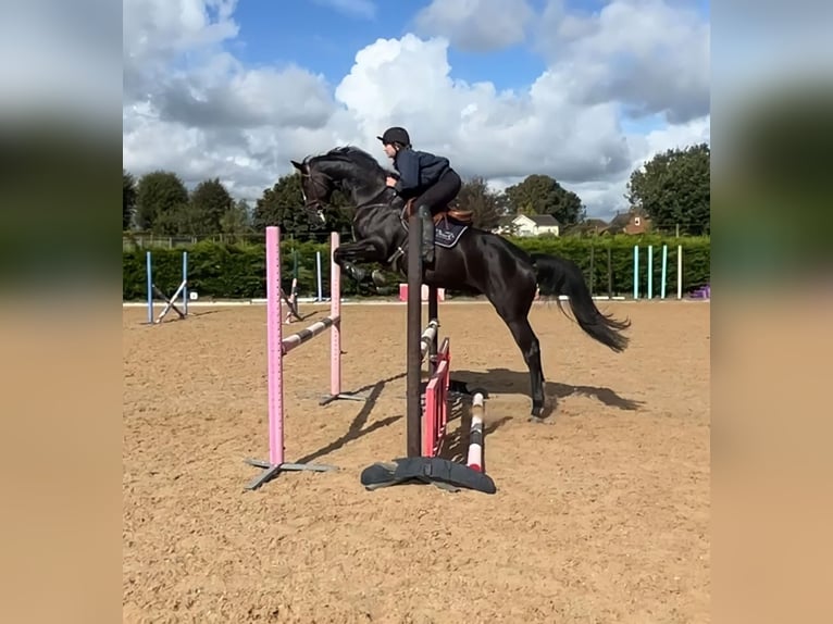 Anglo European Studbook Caballo castrado 7 años 172 cm Negro in Mol