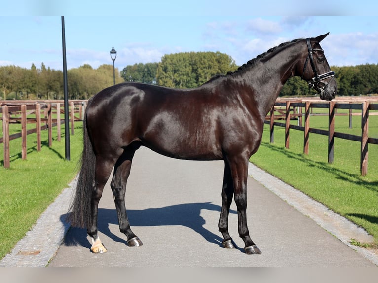 Anglo European Studbook Caballo castrado 7 años 172 cm Negro in Mol