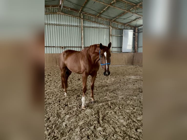 Anglo European Studbook Caballo castrado 7 años 173 cm Alazán-tostado in Nový Bydžov