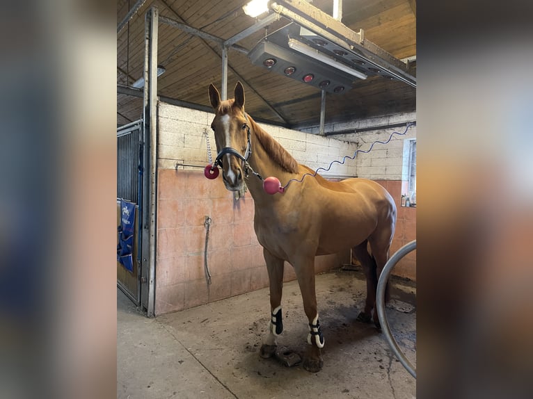 Anglo European Studbook Caballo castrado 7 años 173 cm Alazán-tostado in Nový Bydžov