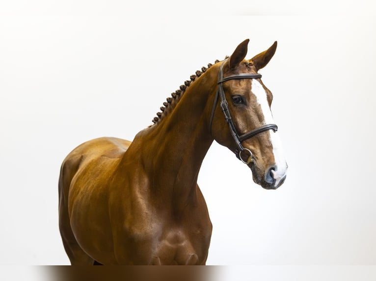 Anglo European Studbook Caballo castrado 7 años 174 cm Alazán in Waddinxveen