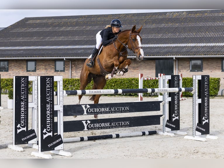 Anglo European Studbook Caballo castrado 7 años 174 cm Alazán in Waddinxveen
