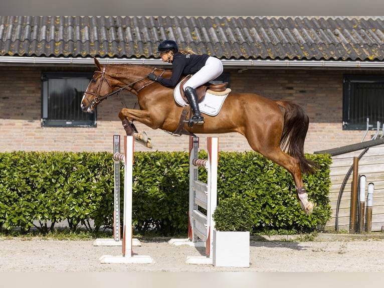 Anglo European Studbook Caballo castrado 7 años 174 cm Alazán in Waddinxveen