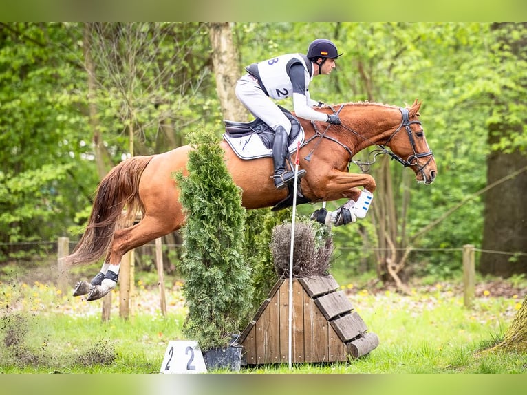 Anglo European Studbook Caballo castrado 7 años 178 cm Alazán in Schneverdingen