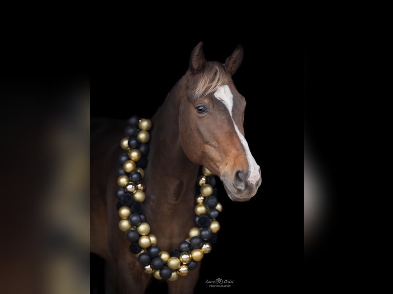 Anglo European Studbook Caballo castrado 8 años 161 cm Alazán-tostado in Grevenbroich