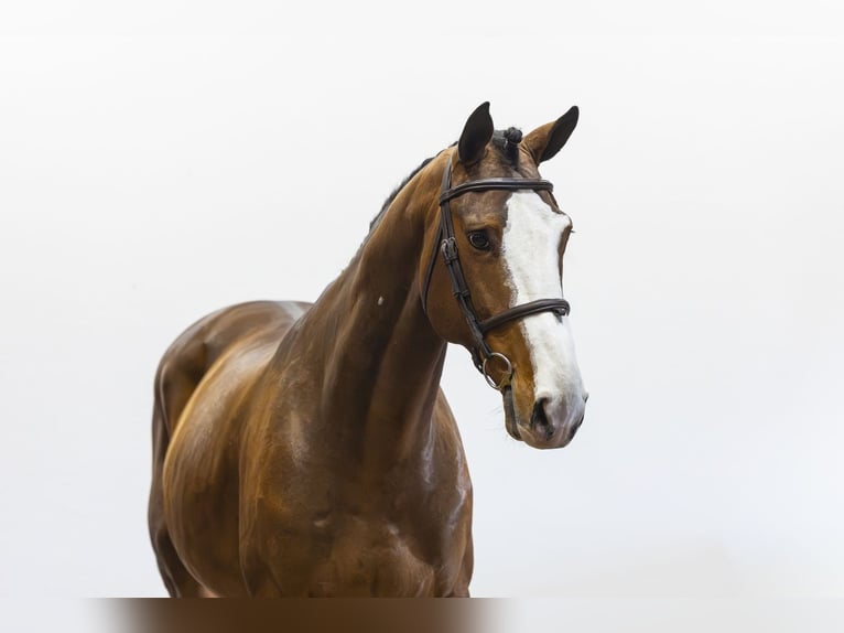 Anglo European Studbook Caballo castrado 8 años 162 cm  in Waddinxveen