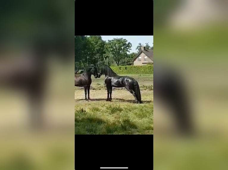 Anglo European Studbook Caballo castrado 8 años 162 cm Negro in Tilburg