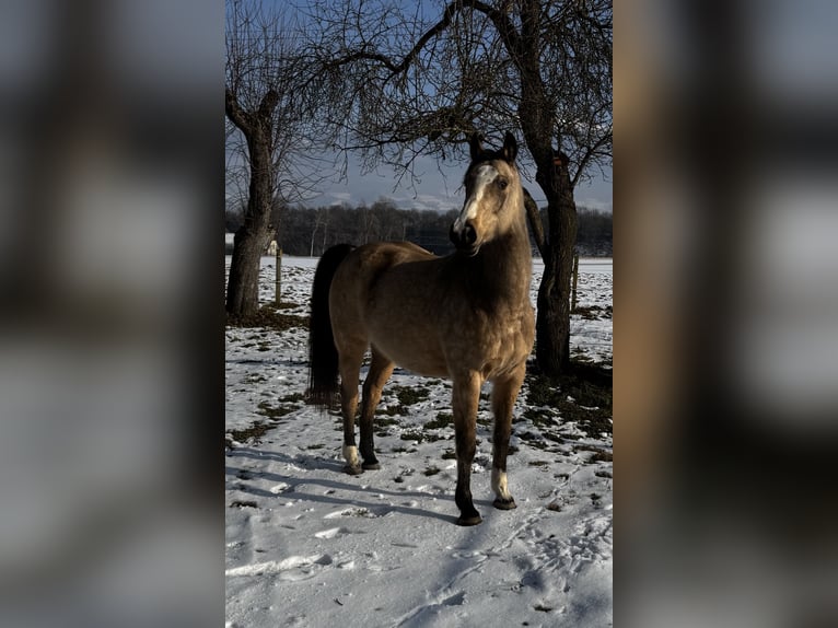 Anglo European Studbook Caballo castrado 8 años 165 cm Buckskin/Bayo in St. Andrä