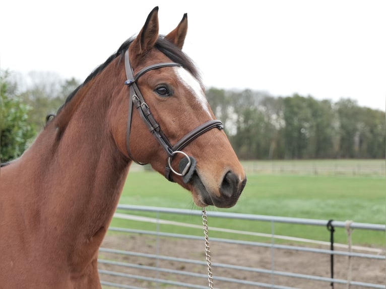 Anglo European Studbook Caballo castrado 8 años 165 cm Castaño in Stokkum