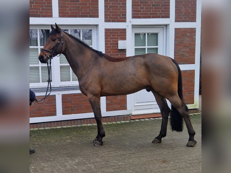 Anglo European Studbook Caballo castrado 8 años 166 cm Castaño in Fredenbeck