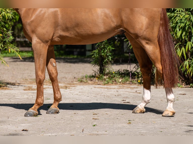 Anglo European Studbook Caballo castrado 8 años 167 cm Alazán in Grote-Brogel