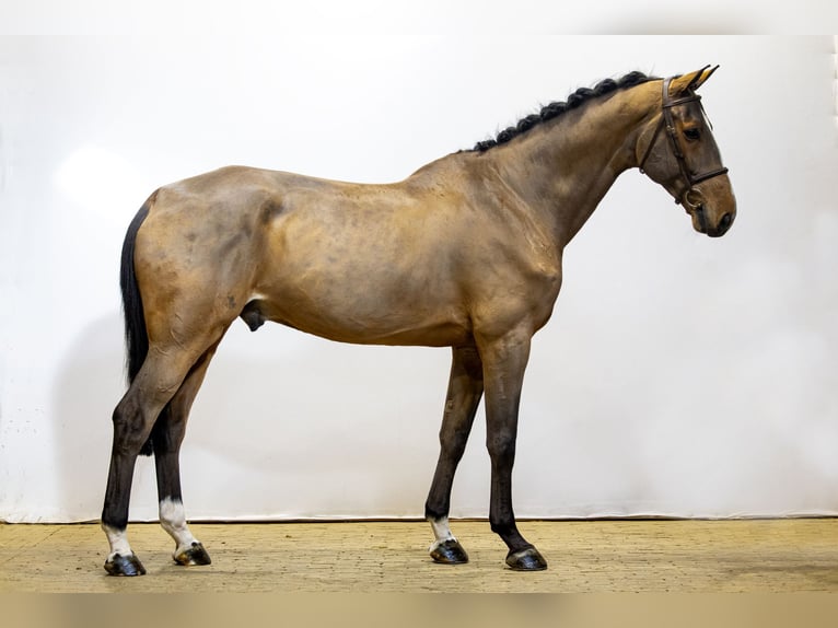 Anglo European Studbook Caballo castrado 8 años 180 cm Castaño in Waddinxveen