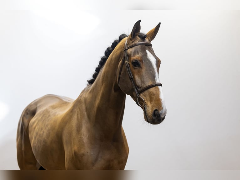 Anglo European Studbook Caballo castrado 8 años 180 cm Castaño in Waddinxveen