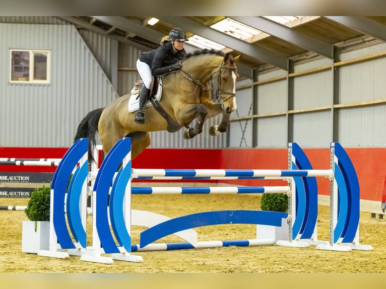 Anglo European Studbook Caballo castrado 8 años 180 cm Castaño in Waddinxveen