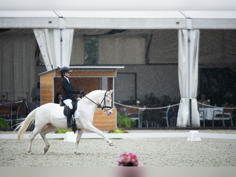 Anglo European Studbook Caballo castrado 9 años 147 cm Cremello in Czeczotki
