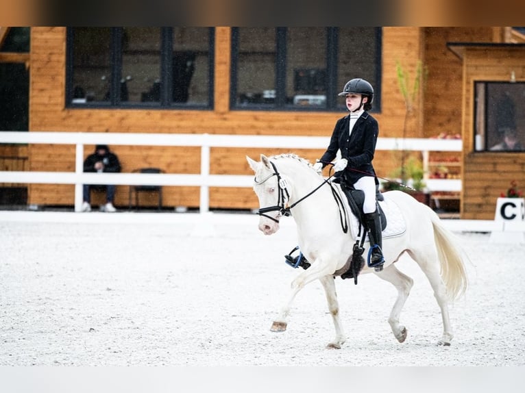 Anglo European Studbook Caballo castrado 9 años 147 cm Cremello in Czeczotki