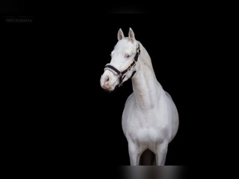 Anglo European Studbook Caballo castrado 9 años 147 cm Cremello in Czeczotki