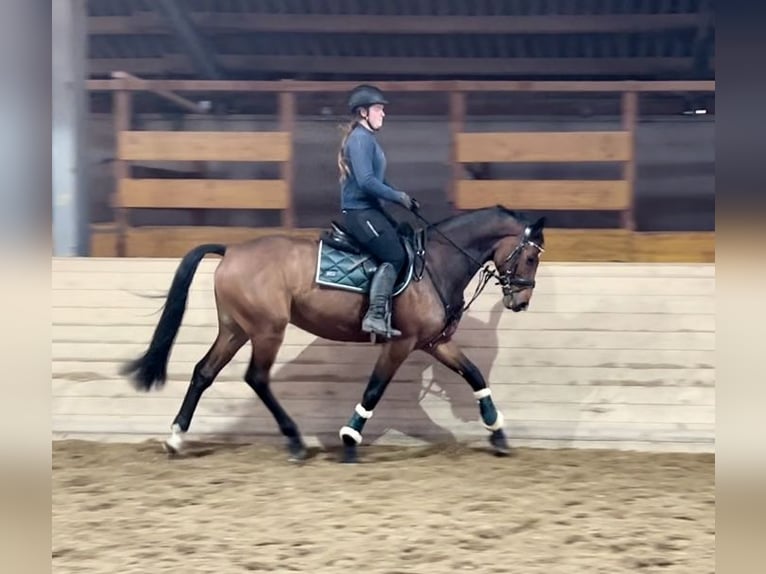 Anglo European Studbook Caballo castrado 9 años 166 cm Castaño in Pelmberg