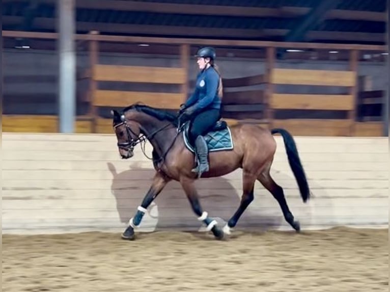 Anglo European Studbook Caballo castrado 9 años 166 cm Castaño in Pelmberg