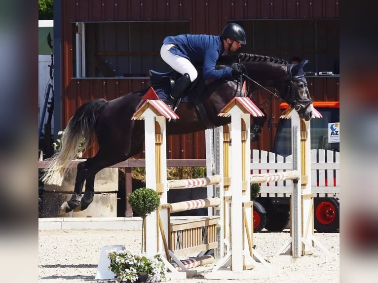 Anglo European Studbook Caballo castrado 9 años 166 cm Tordo rodado in Düsseldorf