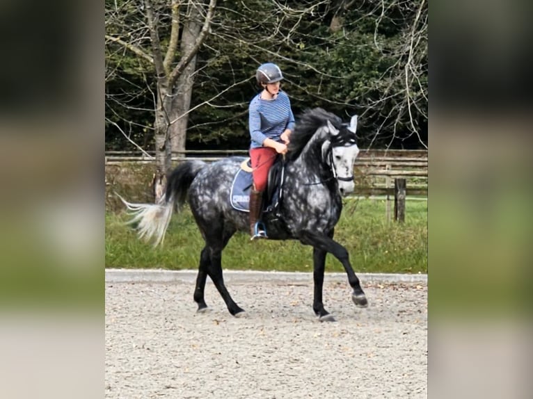 Anglo European Studbook Caballo castrado 9 años 167 cm Tordo rodado in Düsseldorf