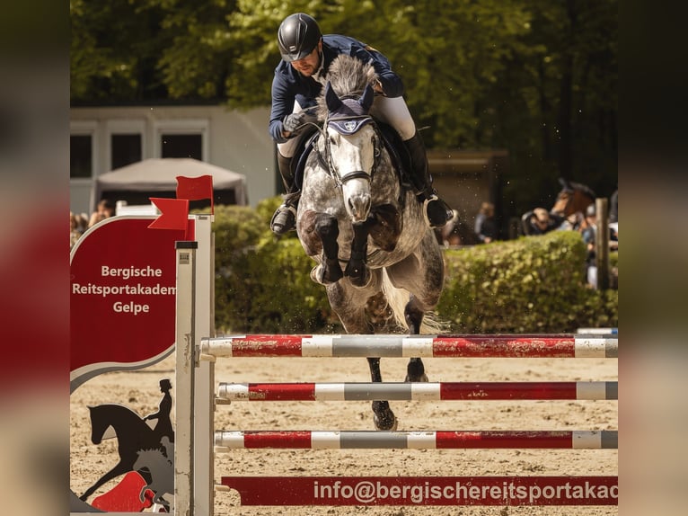 Anglo European Studbook Caballo castrado 9 años 167 cm Tordo rodado in Düsseldorf