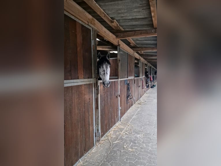 Anglo European Studbook Caballo castrado 9 años 167 cm Tordo rodado in Düsseldorf