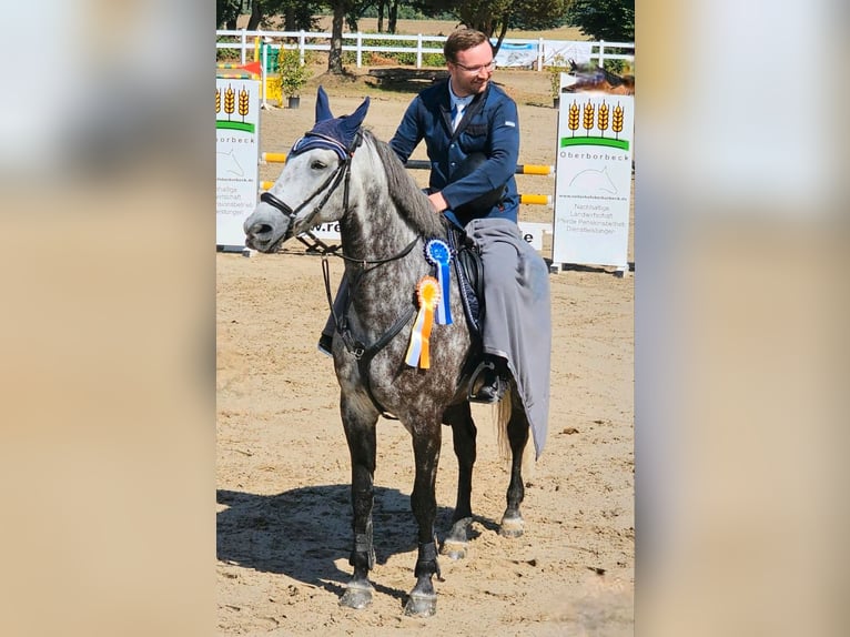 Anglo European Studbook Caballo castrado 9 años 167 cm Tordo rodado in Düsseldorf