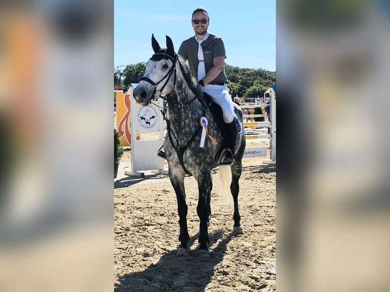 Anglo European Studbook Caballo castrado 9 años 167 cm Tordo rodado in Düsseldorf