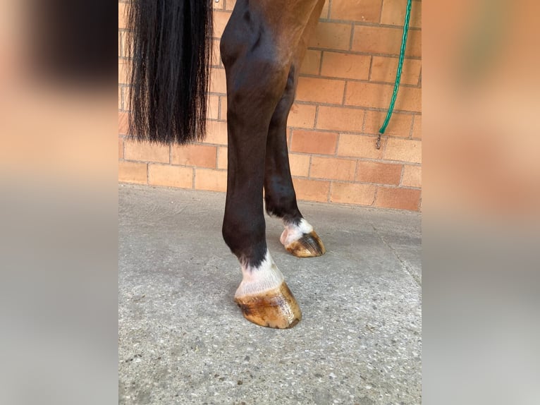 Anglo European Studbook Caballo castrado 9 años 170 cm Castaño in GROTE-BROGEL