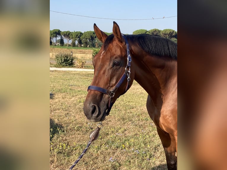 Anglo European Studbook Caballo castrado 9 años 170 cm Castaño in GROTE-BROGEL