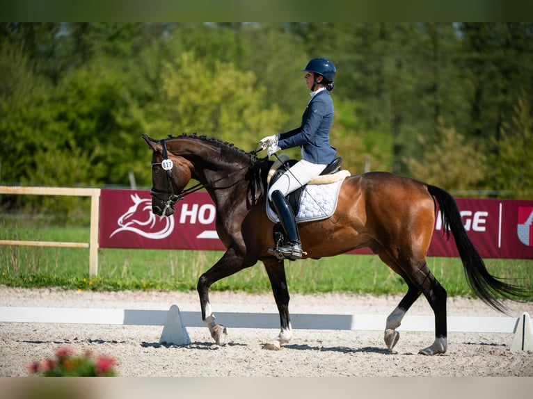 Anglo European Studbook Caballo castrado 9 años 172 cm Castaño in Koluszki