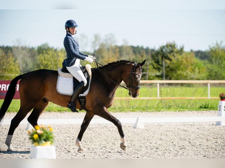 Anglo European Studbook Caballo castrado 9 años 172 cm Castaño in Koluszki
