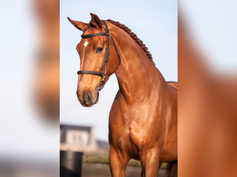 Anglo European Studbook Caballo castrado 9 años 173 cm Alazán in Tilburg