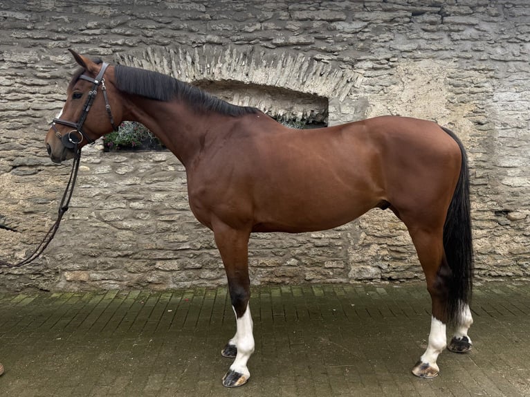 Anglo European Studbook Gelding 10 years 16.2 hh Bay in tallinn