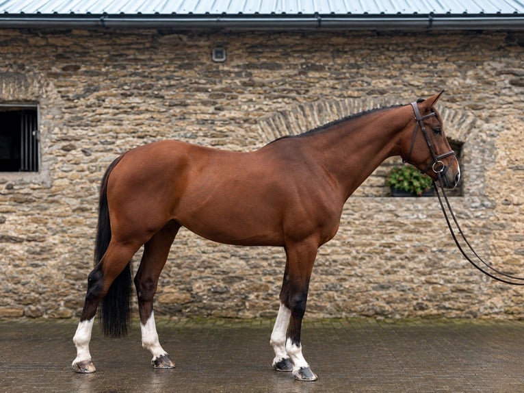 Anglo European Studbook Gelding 10 years 16.2 hh Bay in tallinn