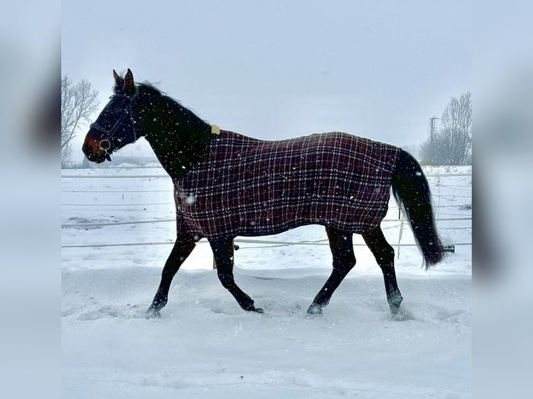 Anglo European Studbook Gelding 10 years 16,3 hh Bay-Dark in Weißensee