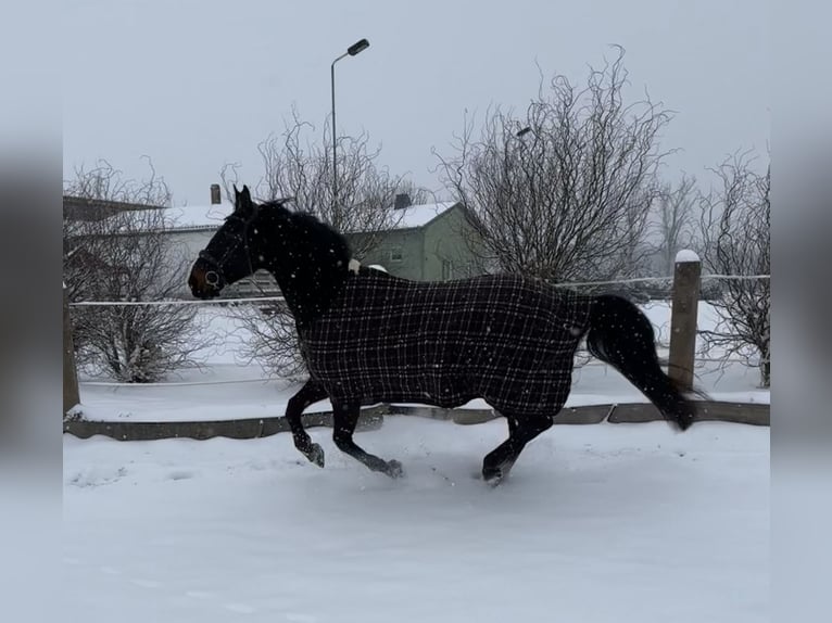 Anglo European Studbook Gelding 10 years 16,3 hh Bay-Dark in Weißensee