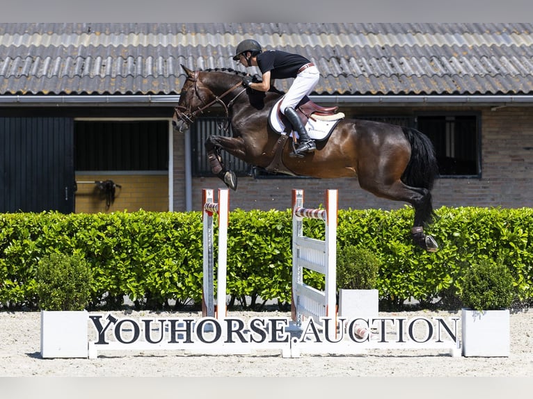 Anglo European Studbook Gelding 10 years 16.3 hh Brown in Waddinxveen