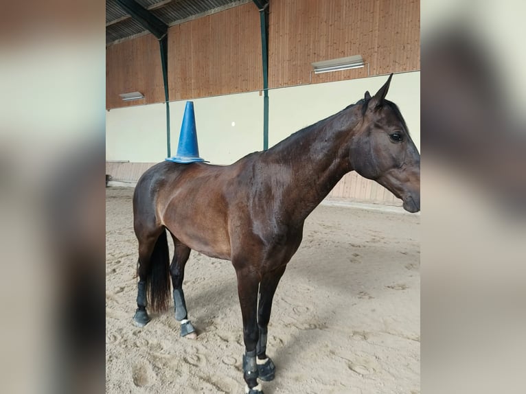 Anglo European Studbook Gelding 10 years 16,1 hh Brown in St. Pölten