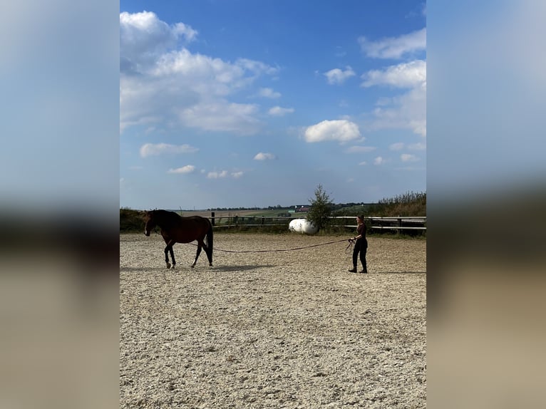 Anglo European Studbook Gelding 10 years 16,1 hh Brown in Gera