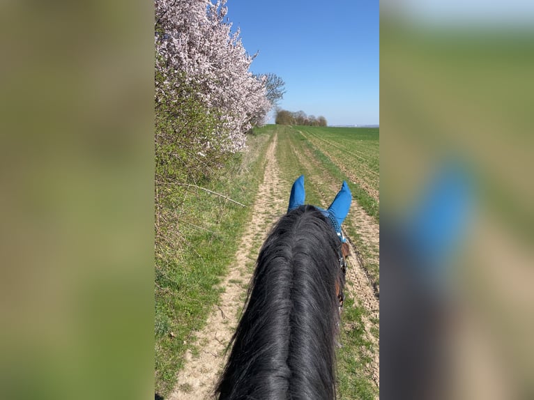 Anglo European Studbook Gelding 10 years 16,1 hh Brown in Gera