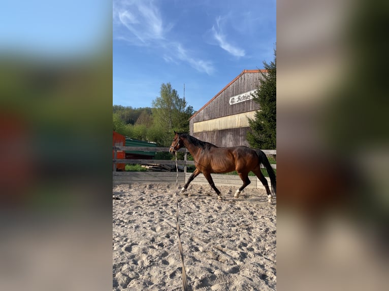 Anglo European Studbook Gelding 10 years 16,1 hh Brown in Gera