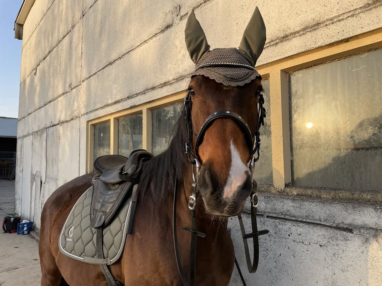 Anglo European Studbook Gelding 10 years 16,1 hh Brown in Gera