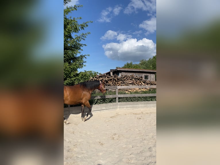 Anglo European Studbook Gelding 10 years 16,1 hh Brown in Gera