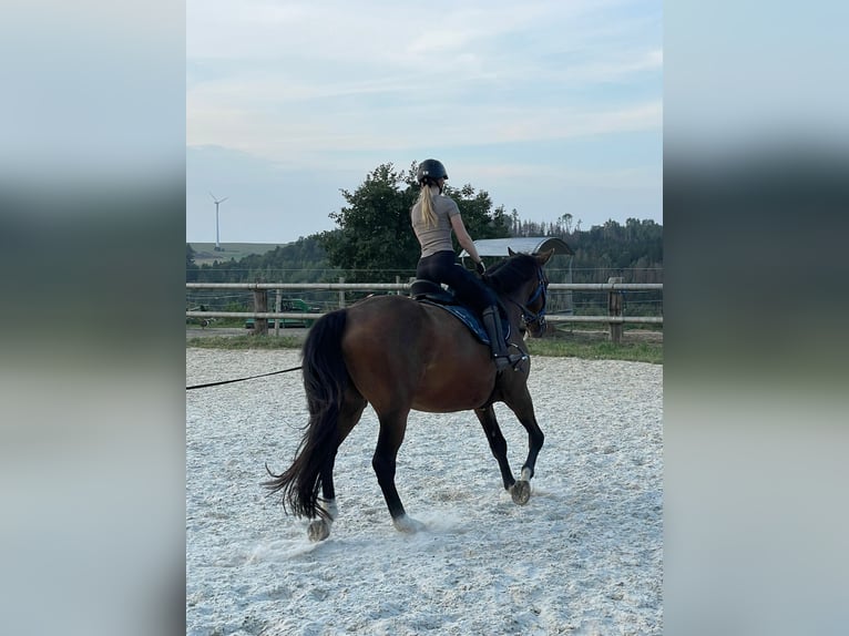 Anglo European Studbook Gelding 10 years 16,1 hh Brown in Gera