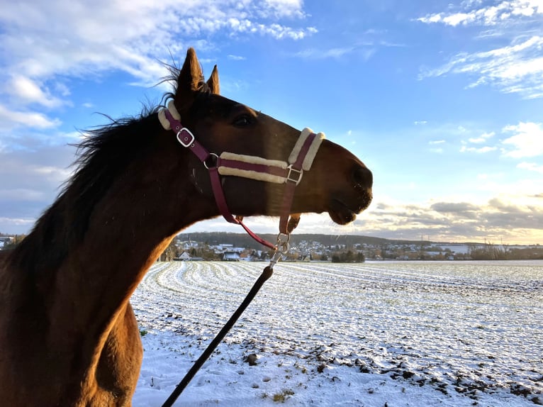 Anglo European Studbook Gelding 10 years 16,1 hh Brown in Gera