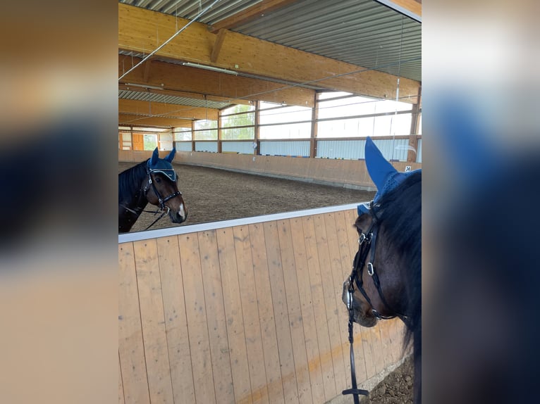 Anglo European Studbook Gelding 10 years 16,1 hh Brown in Gera